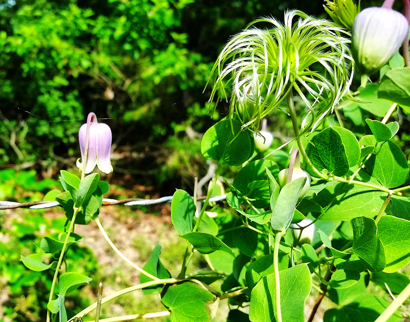 Seedheads rival the beauty of these bell-shaped clematis blooms.